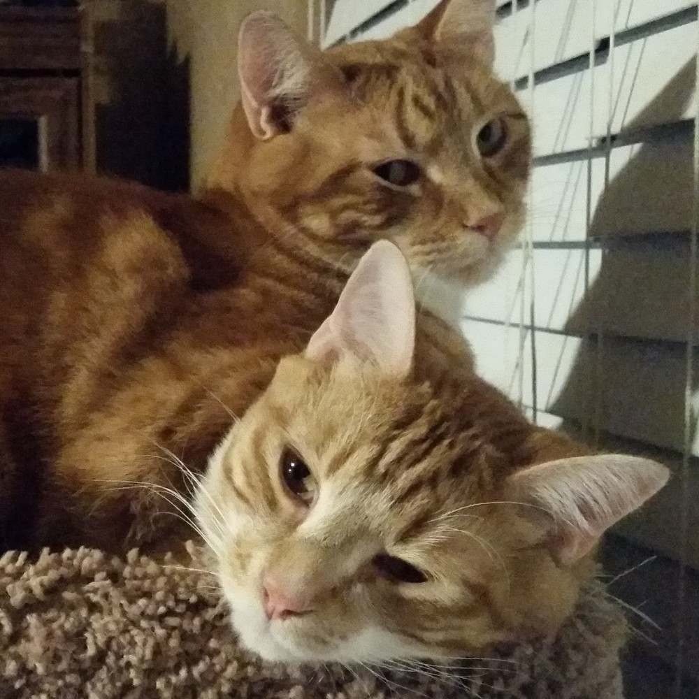 Meet your Posher, Posh